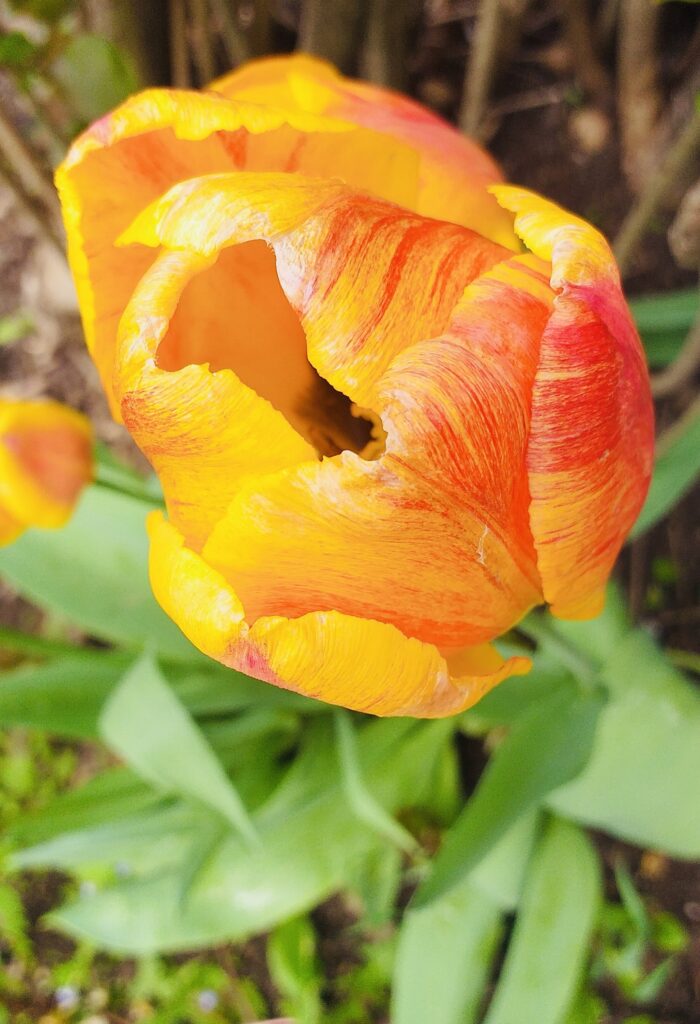 Tulipani